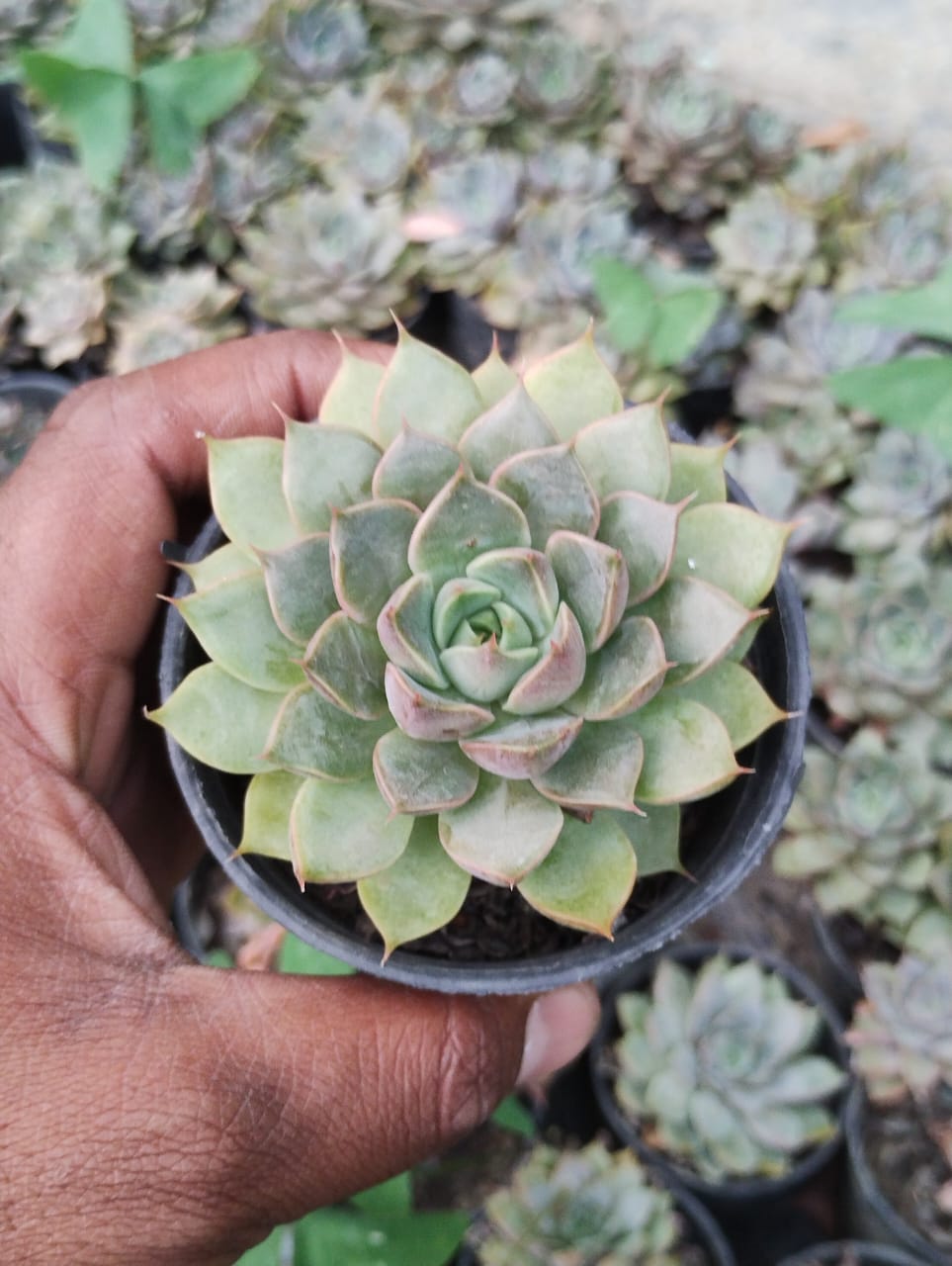 Rosette-Dweller succulent
