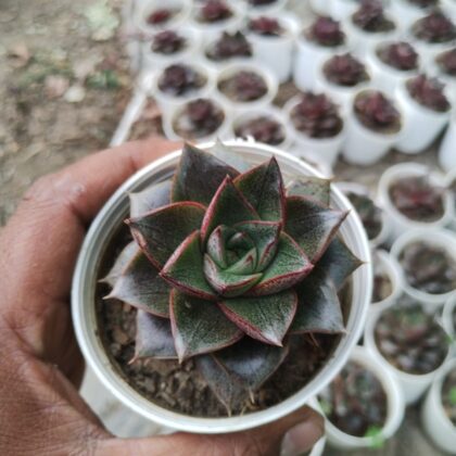 Pointy Spin Jester succulent