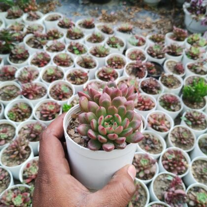 Quirky Rosetta succulent