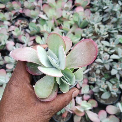 Paddle Plant succulent