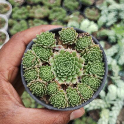 Jovibarba Rollers succulent