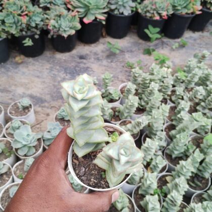 Stacked Pancake succulent