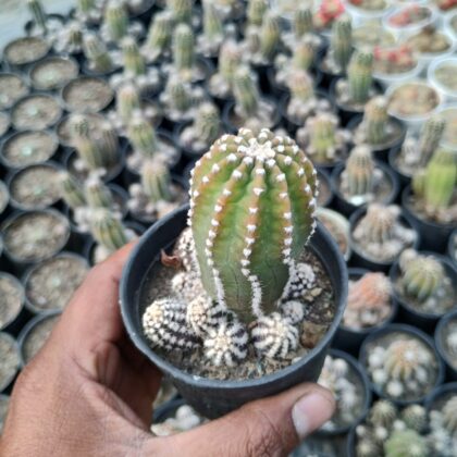 Spiky Green UFO cactus