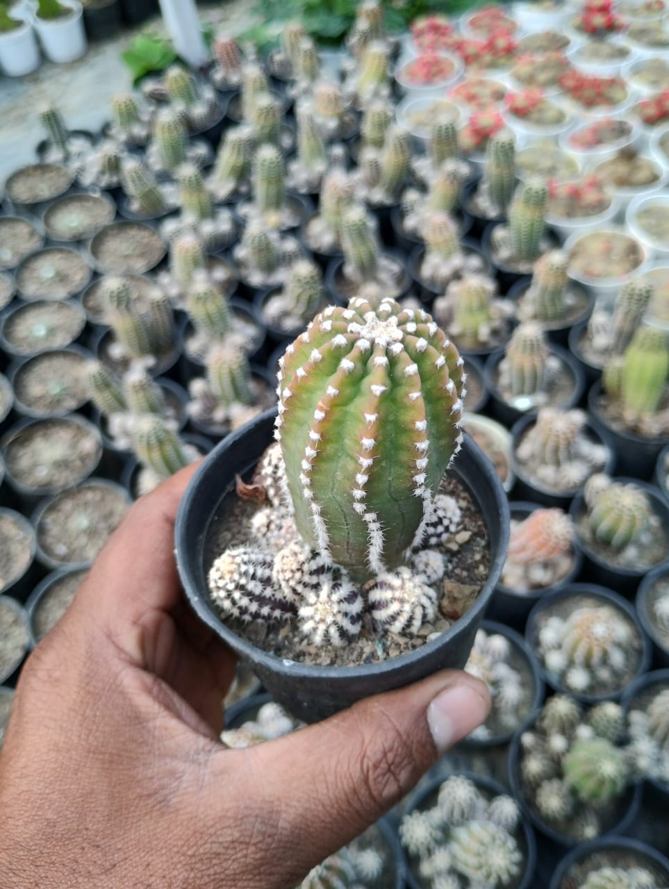 Spiky Green UFO cactus