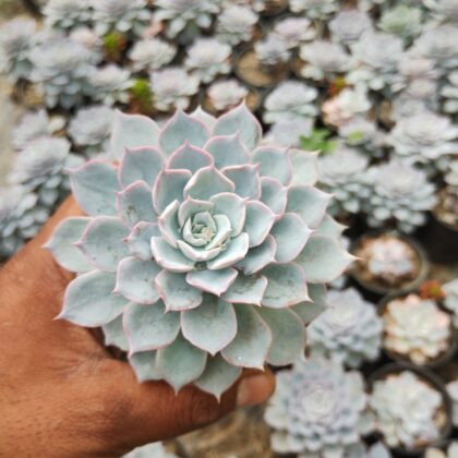 Silver Rosette succulent
