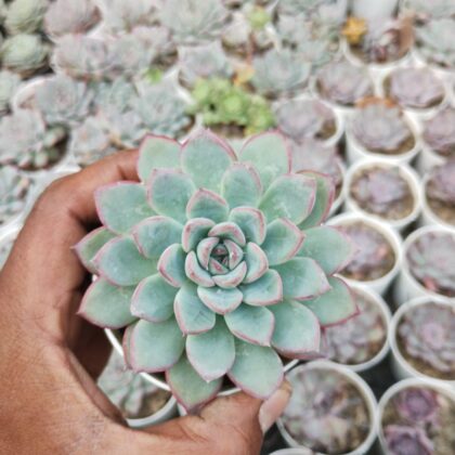 Spiky Pinwheel succulent