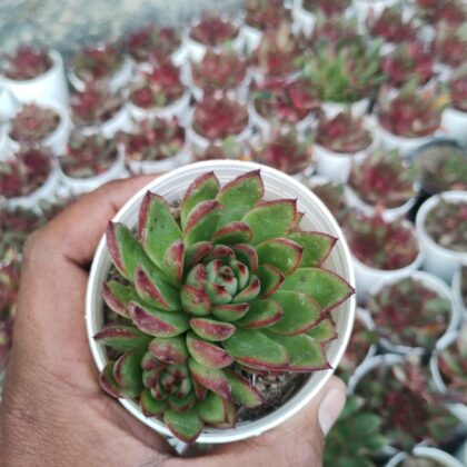 Giggly Goblin Echeveria succulent