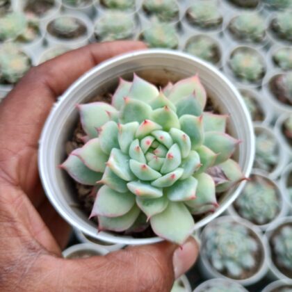 Wacky Name of the Plant succulent