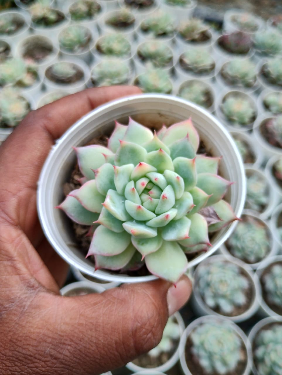 Wacky Name of the Plant succulent