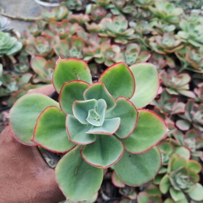 Emerald Lips succulent