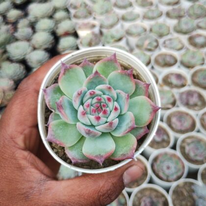 Pixelated Pineapple succulent