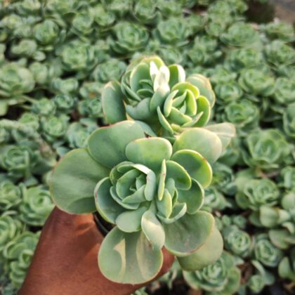 Chunky Sprout succulent