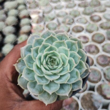 Emerald Rosette succulent