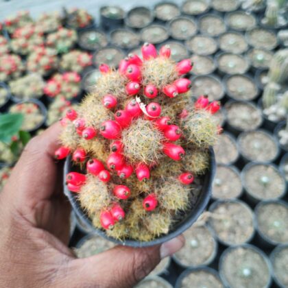Redberry Cactus