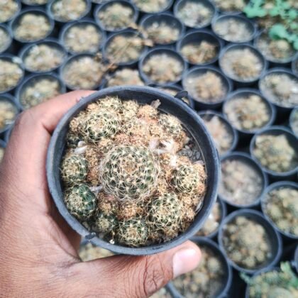 Spiky Pom-Pom cactus