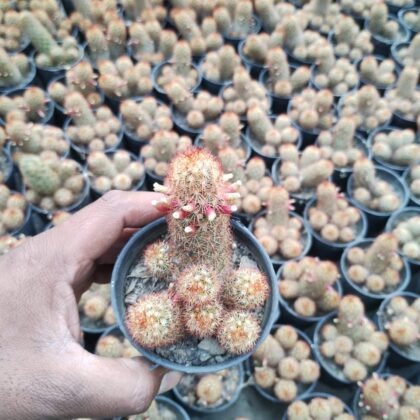 Red-Headed Irishman cactus