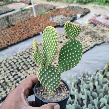 Bunny Ears cactus