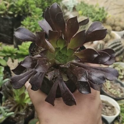 Aeonium Arboreum “Tree Aeonium” Succulent Plant