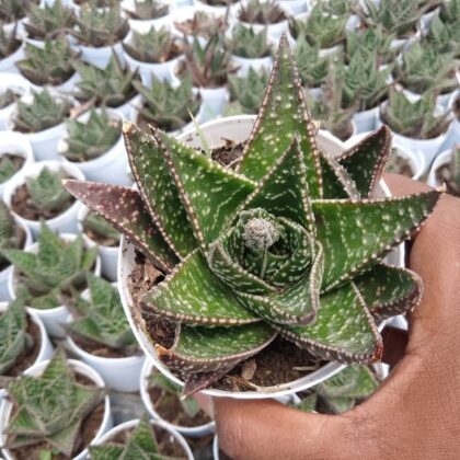 Aloe Aristata 'Lace Aloe' Succulent Plant