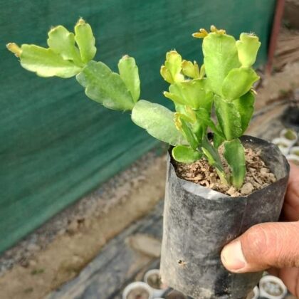 Christmas Cactus (Schlumbergera spp.) Plant
