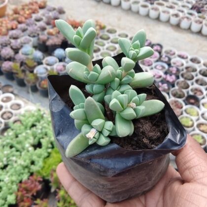 Corpuscularia Lehmannii 'Ice Plant' Succulent Plant