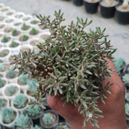 Crassula Humbertii Succulent Plant