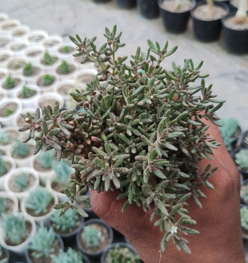 Crassula Humbertii Succulent Plant