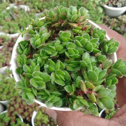 Crassula Lanuginosa 'Baby's Necklace' Succulent Plant