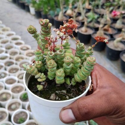 Crassula Marnieriana "Worm Plant" Succulent Plant