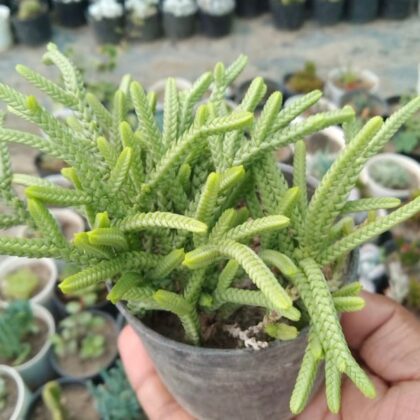 Crassula Muscosa, Toy Cypress, Watch Chain, or Zipper Plant Succulent Plant