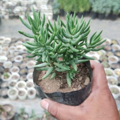 Crassula Tetragona Chinese Crassula Succulent Plant