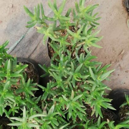 Crassula Tetragona (Karkai) Succulent Plant