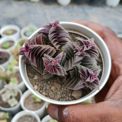 Crassula Thyrsiflora Succulent Plant