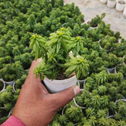 Crassula tetragona "Mini Pine Tree" Succulent Plant