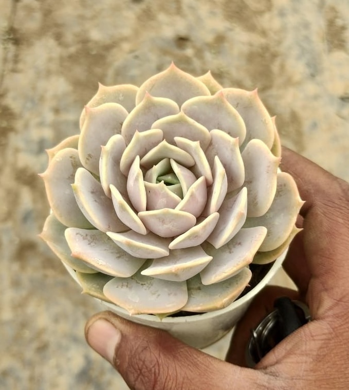 Echeveria 'Deresina' Succulent Plant