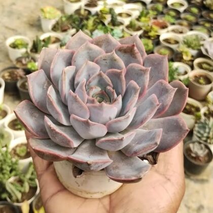 Echeveria Orion Succulent Plant