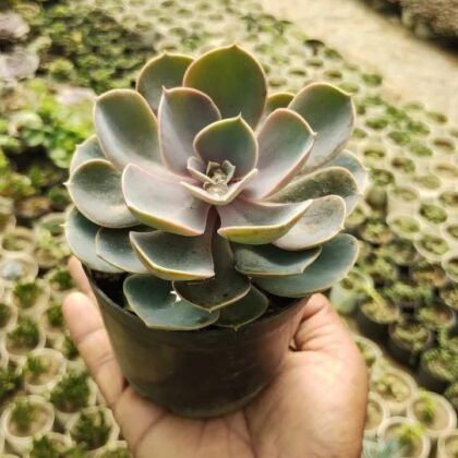 Echeveria Pearl of Nurnberg Succulent Plant