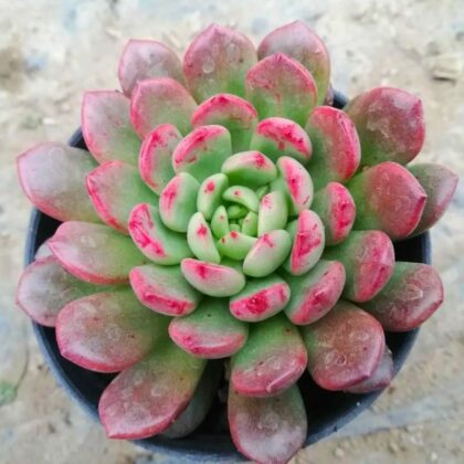 Echeveria Pink Ruby Succulent Plant