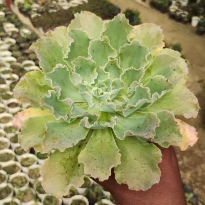 Echeveria Ruffles Succulent Plant