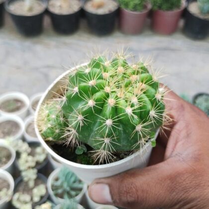 Echinopsis Rainbow Bursts Cactus Plant