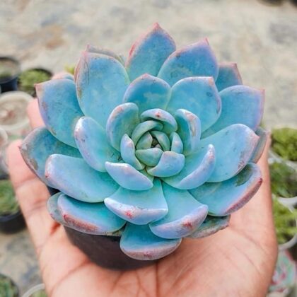 Ghost Echeveria Succulent Plant