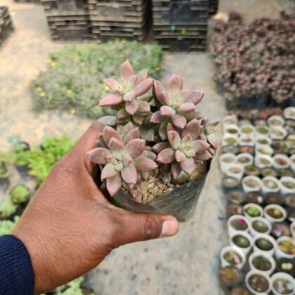 Graptosedum California Sunset Succulent Plant