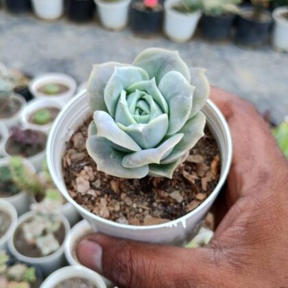 Graptoveria Lovely Rose Succulent Plant