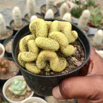 Mammillaria Elongata Cristata Cactus Plant