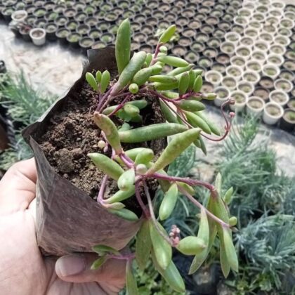 Othonna Capensis (Little Pickles or Ruby Necklace) Succulent Plant