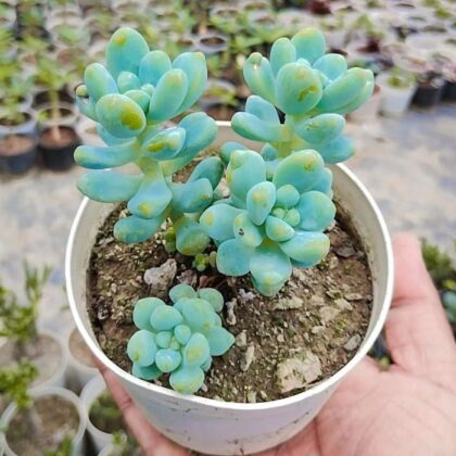 Pachyphytum 'Bubble Gum' Succulent Plant