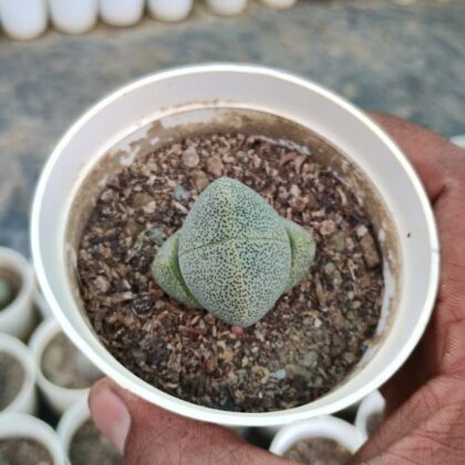 Pleiospilos Nelii (Split Rock) Succulent Plant