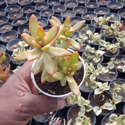 Sedum Adolphii (Sedum 'Firestorm' or Golden Sedum) Succulent Plant