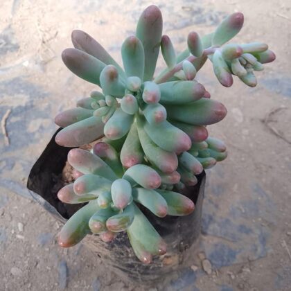 Sedum Pachyphyllum Rose Succulent Plant