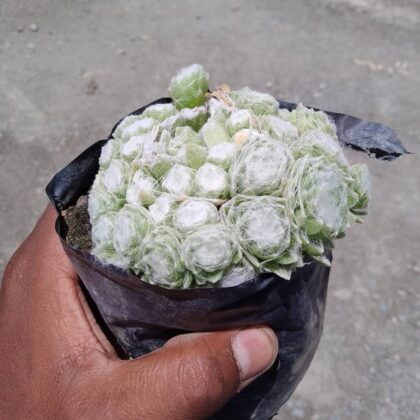 Sempervivum Cobweb Succulent Plant